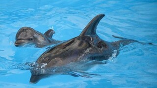 delfín delfíny doneck (SITA)